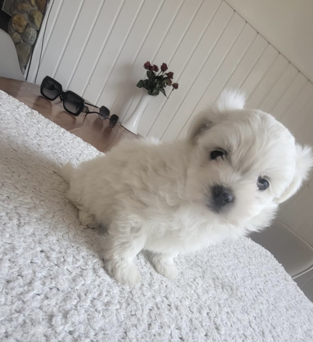 Malta väike koerake