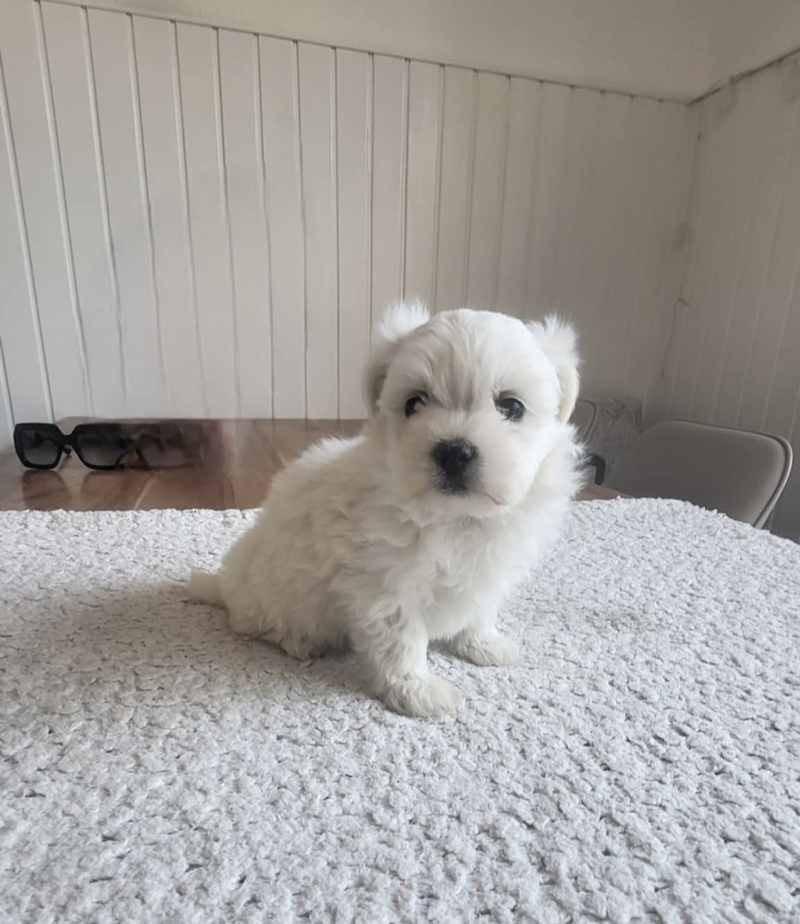 Malta väike koerake