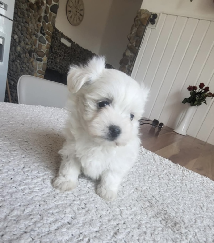 Malta väike koerake