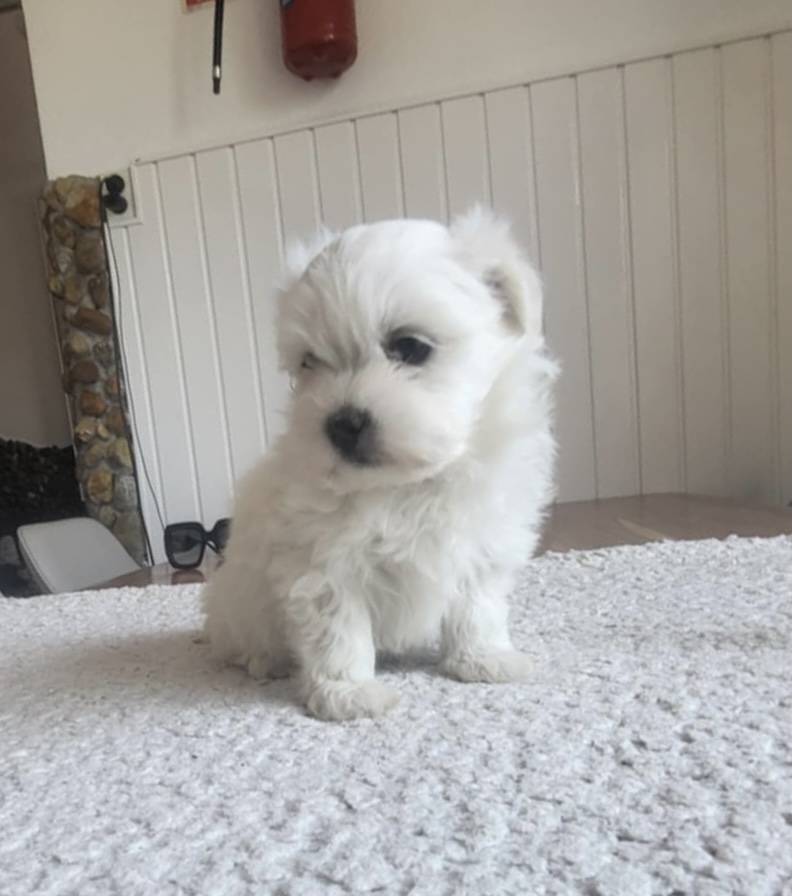 Malta väike koerake