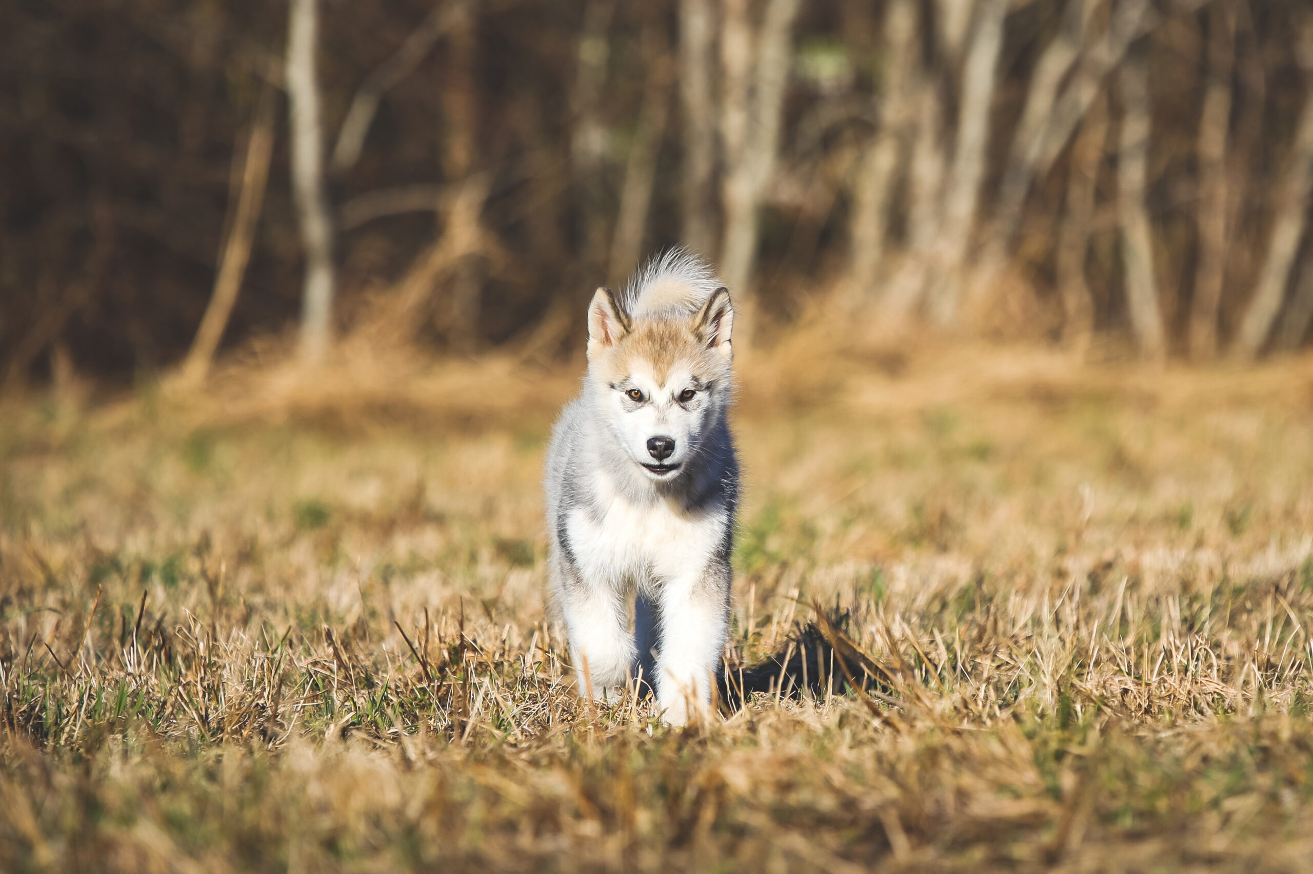 Alaska malamuudi kutsikad 2 poissi ja 1 tüdrukut!