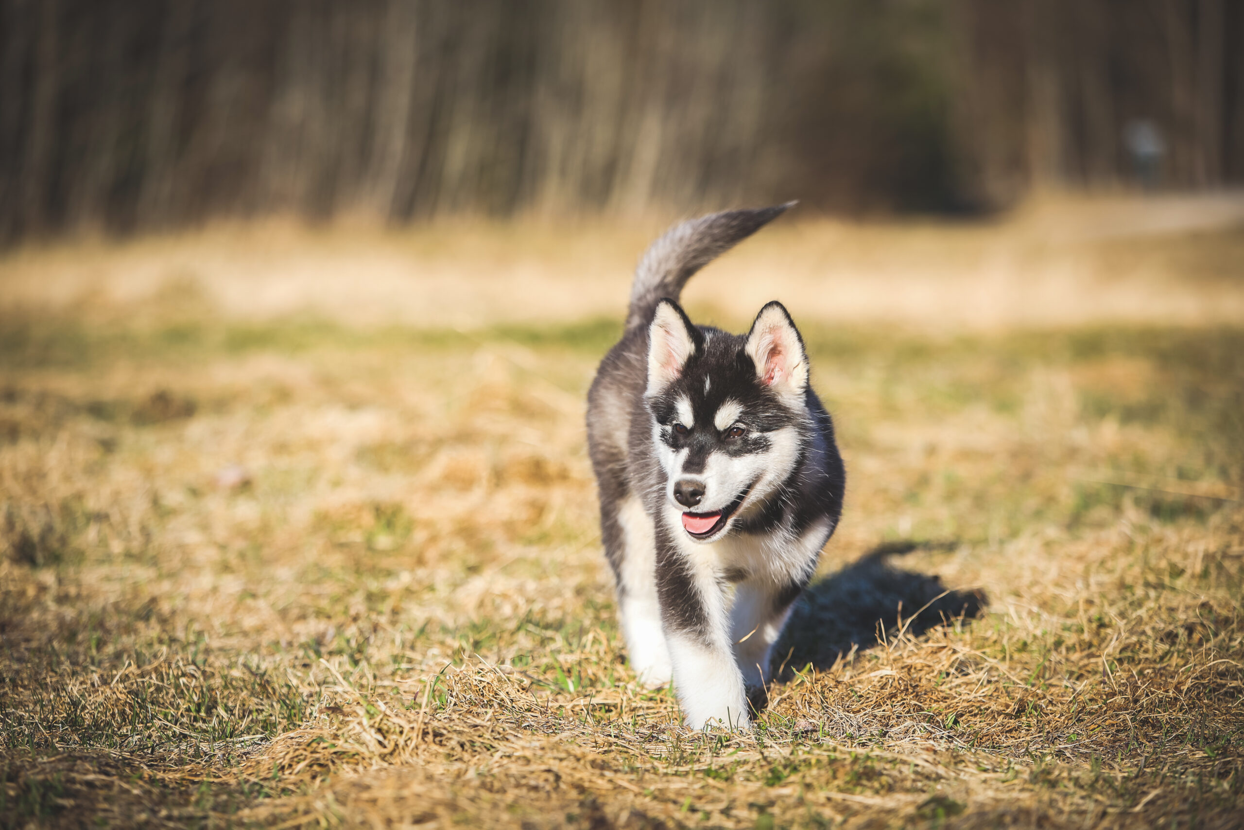 Alaska malamuudi kutsikad 2 poissi ja 1 tüdrukut!