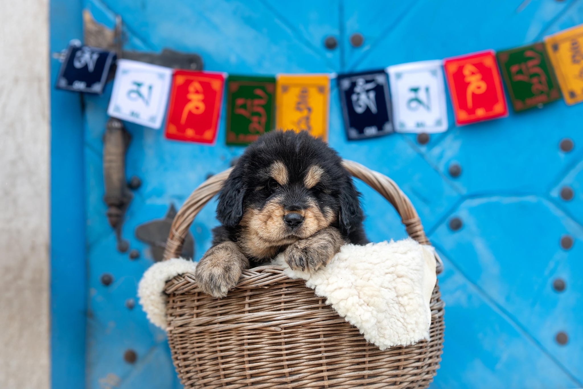 KODU OTSIVAD: Tiibeti mastifi kutsikad