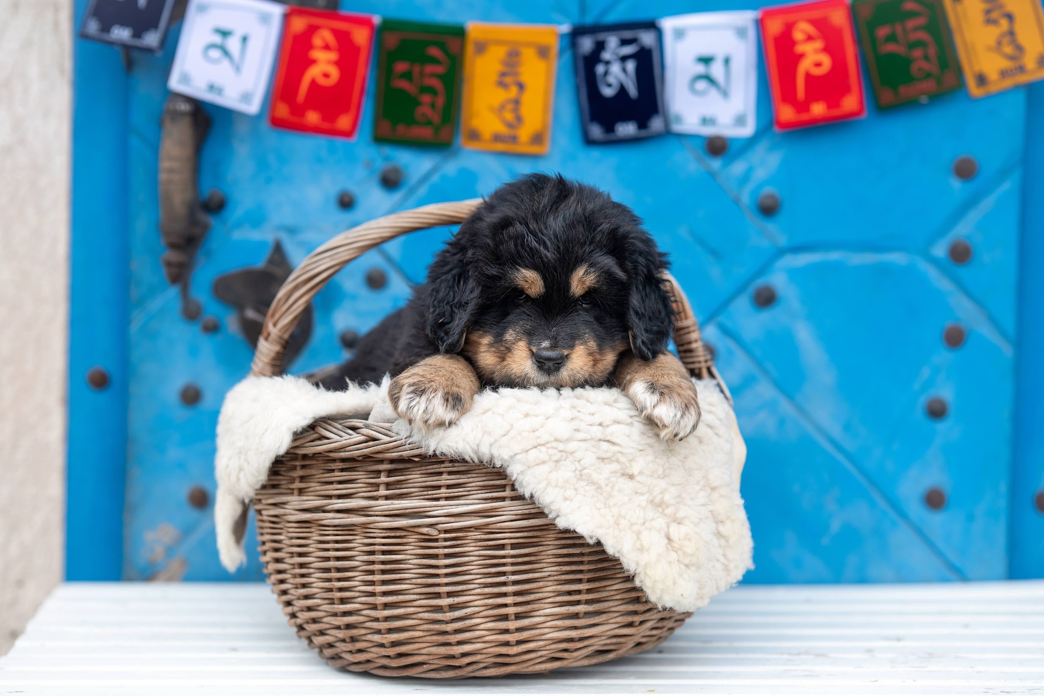 KODU OTSIVAD: Tiibeti mastifi kutsikad