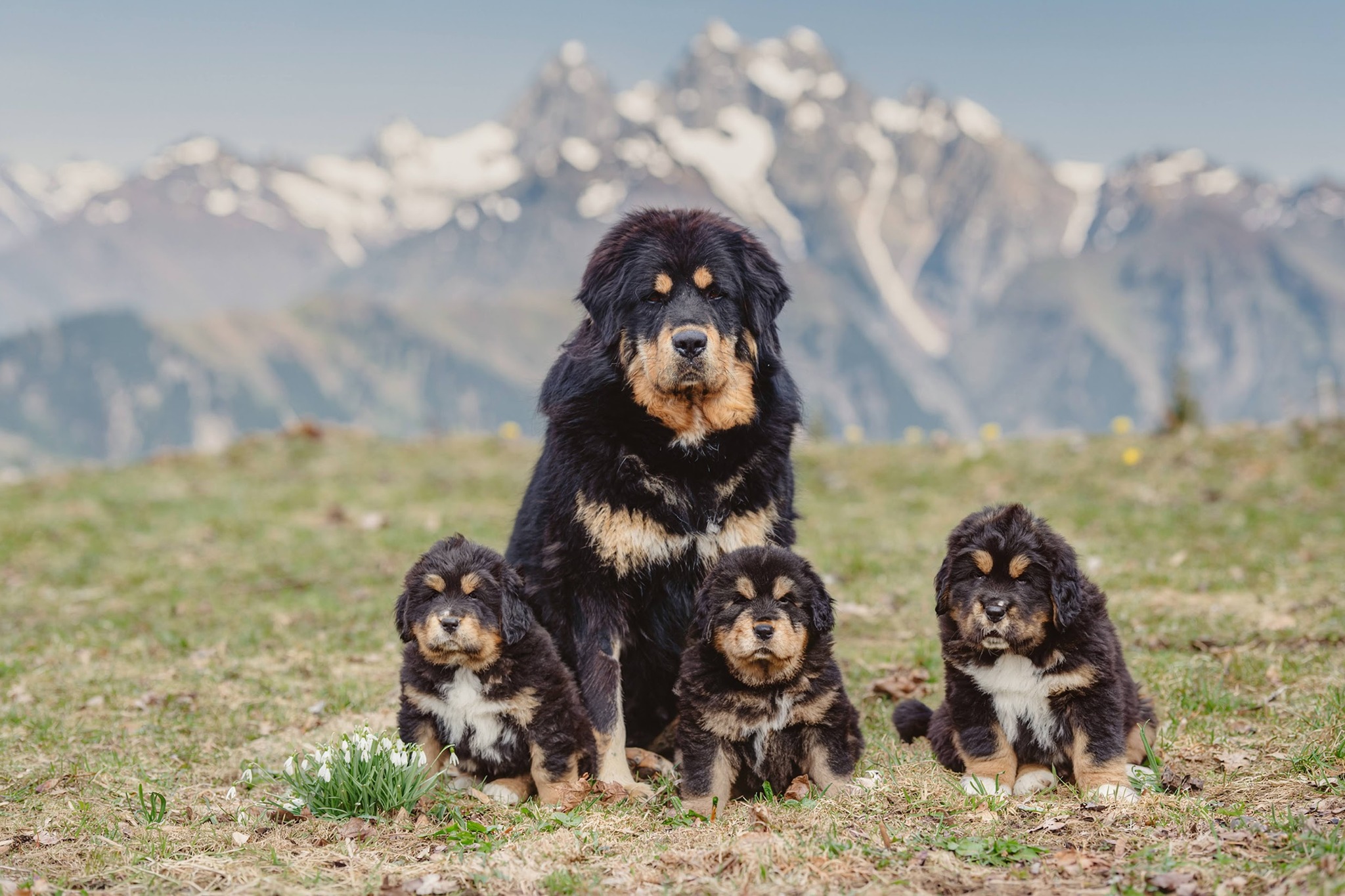 KODU OTSIVAD: Tiibeti mastifi kutsikad