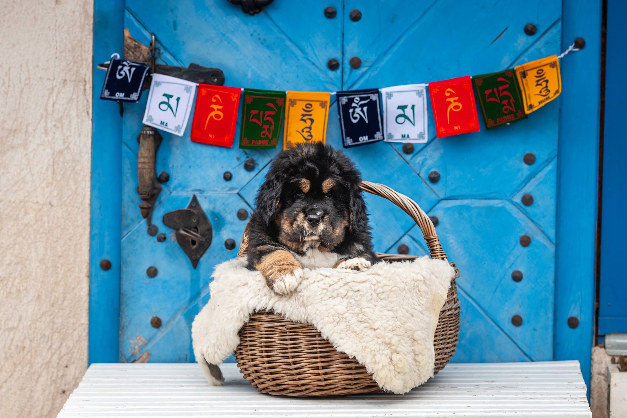 KODU OTSIVAD: Tiibeti mastifi kutsikad