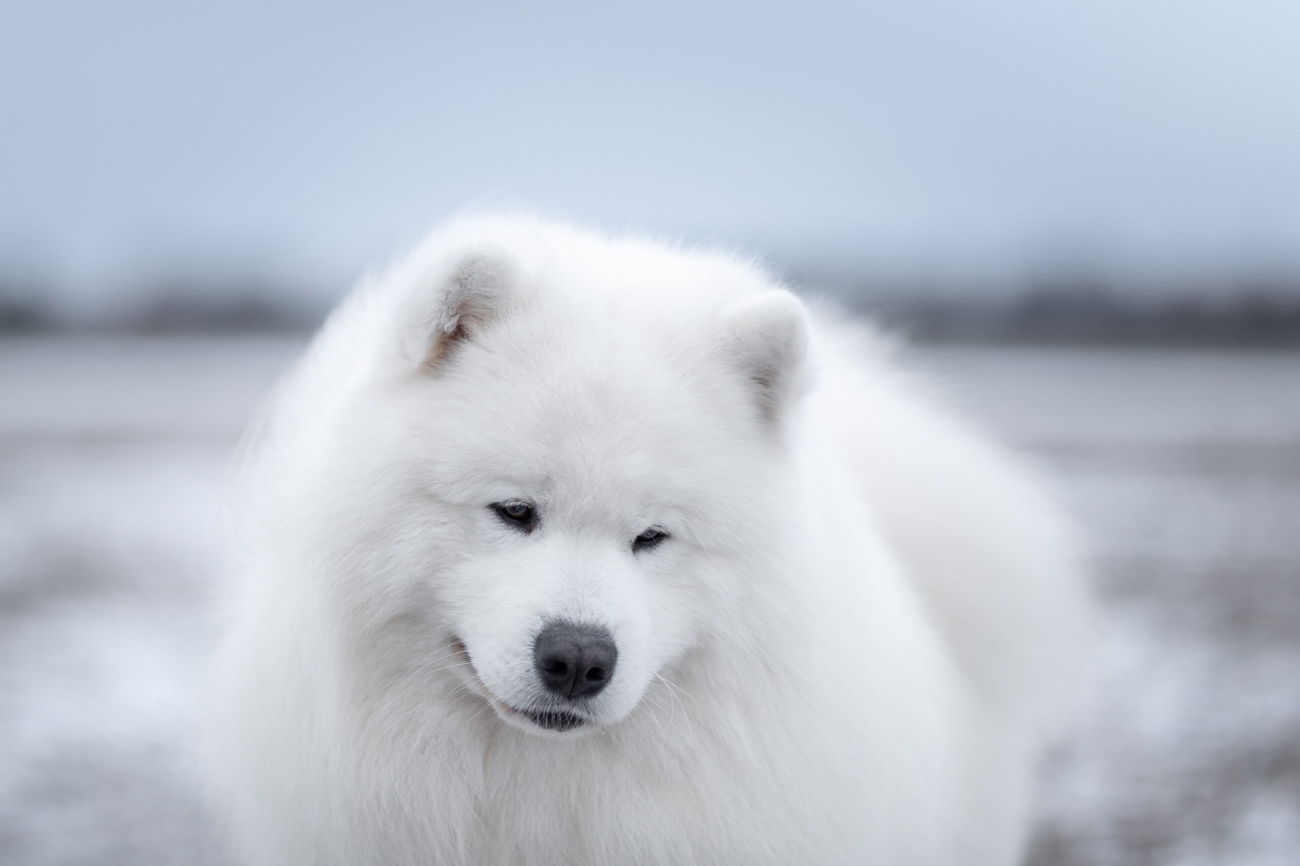 Samojeedi koera kutsikad