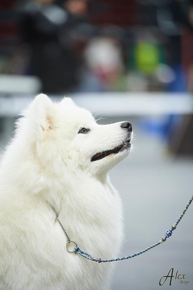 Samojeedi koera kutsikad