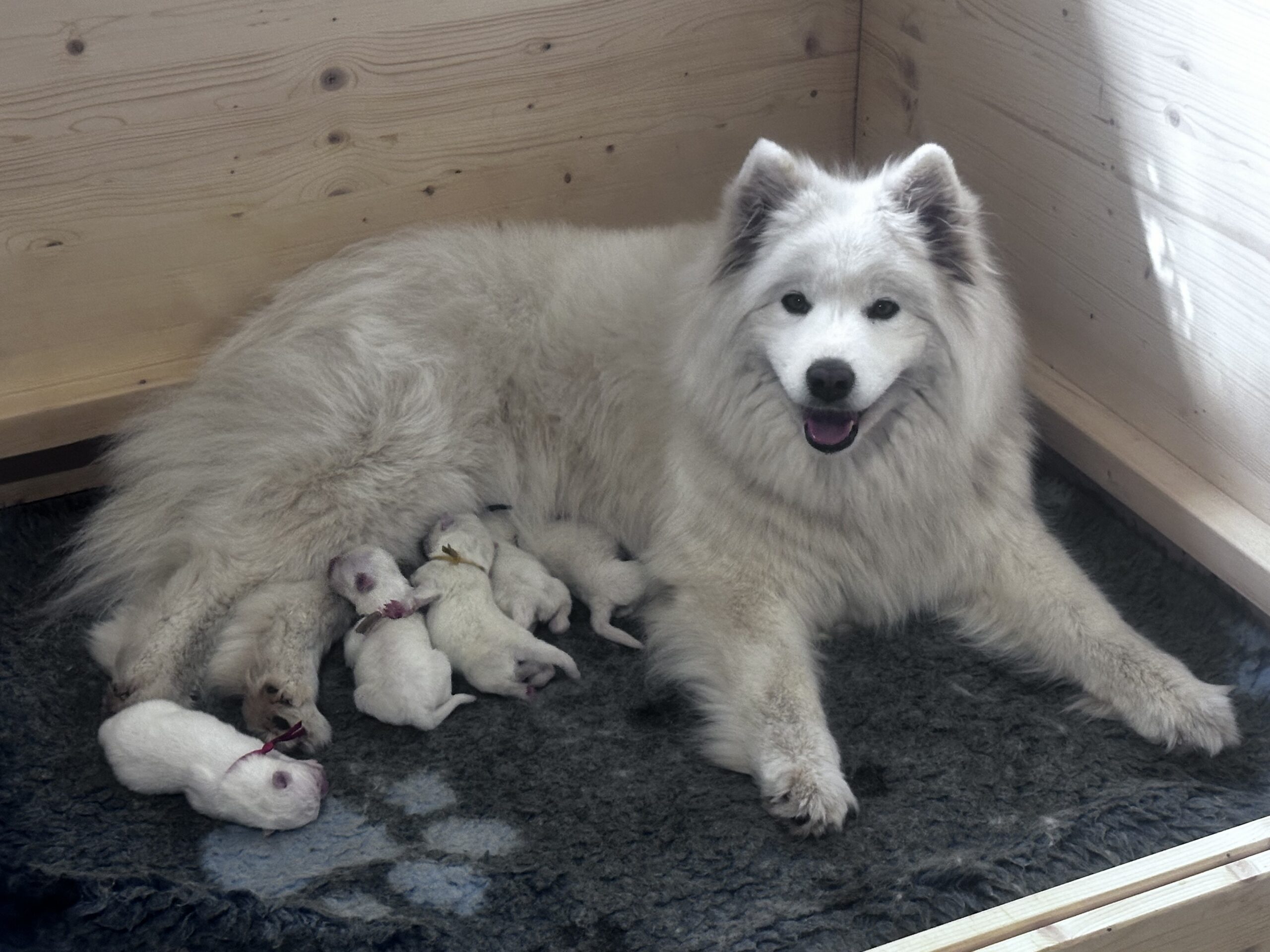 Samojeedi koera kutsikad