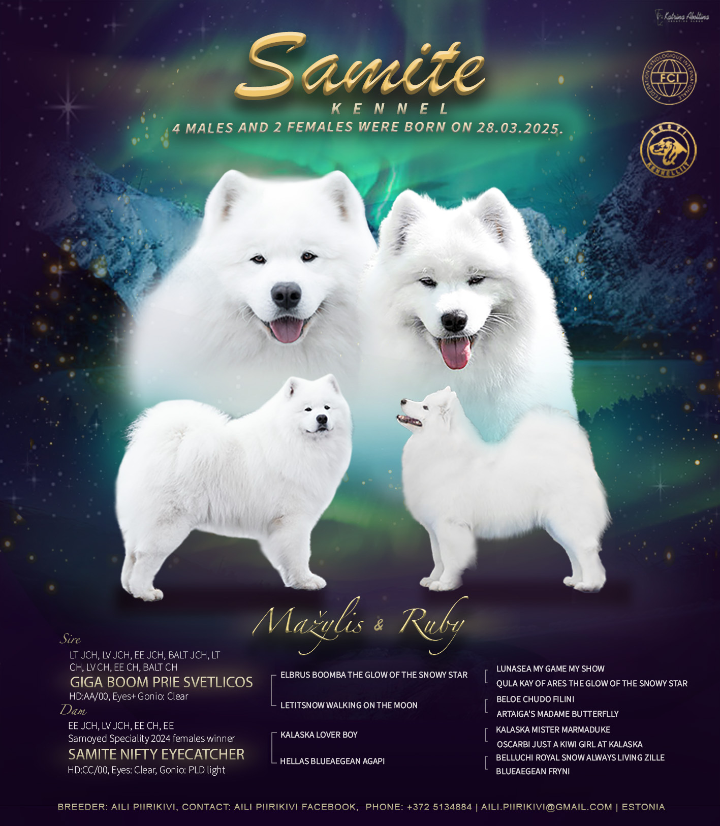 Samojeedi koera kutsikad