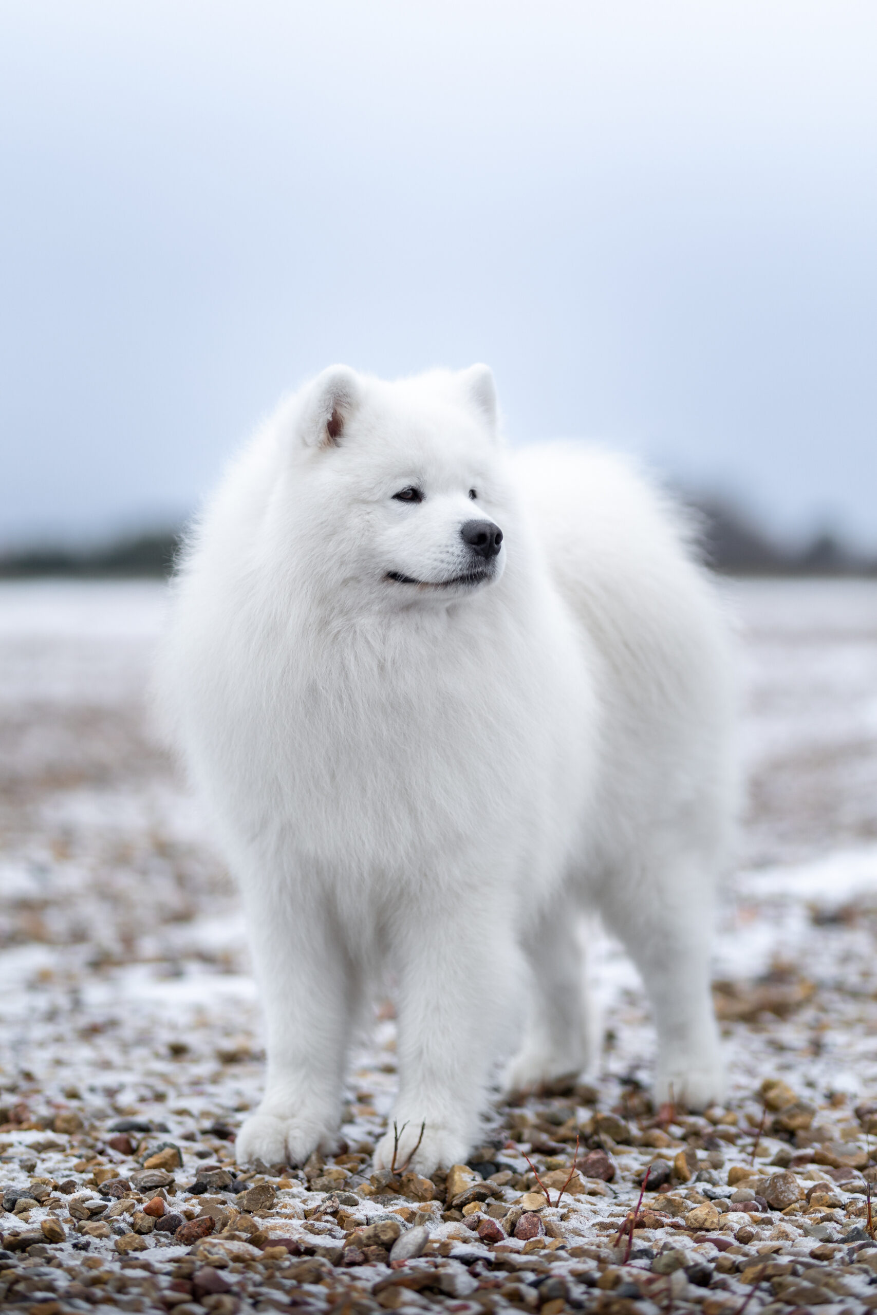 Samojeedi koera kutsikad