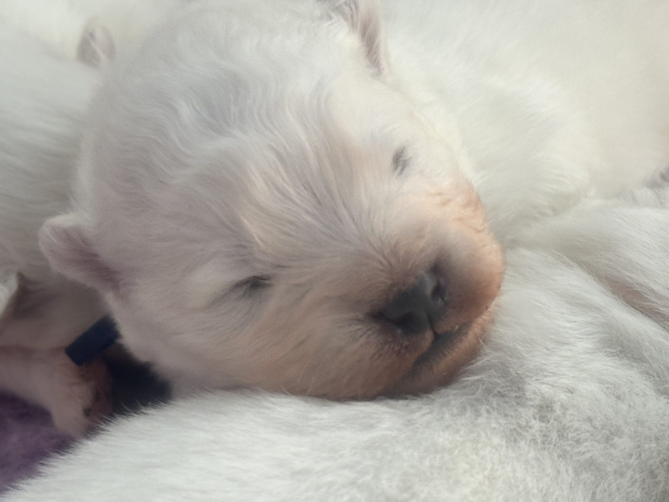 Samojeedi koera kutsikad