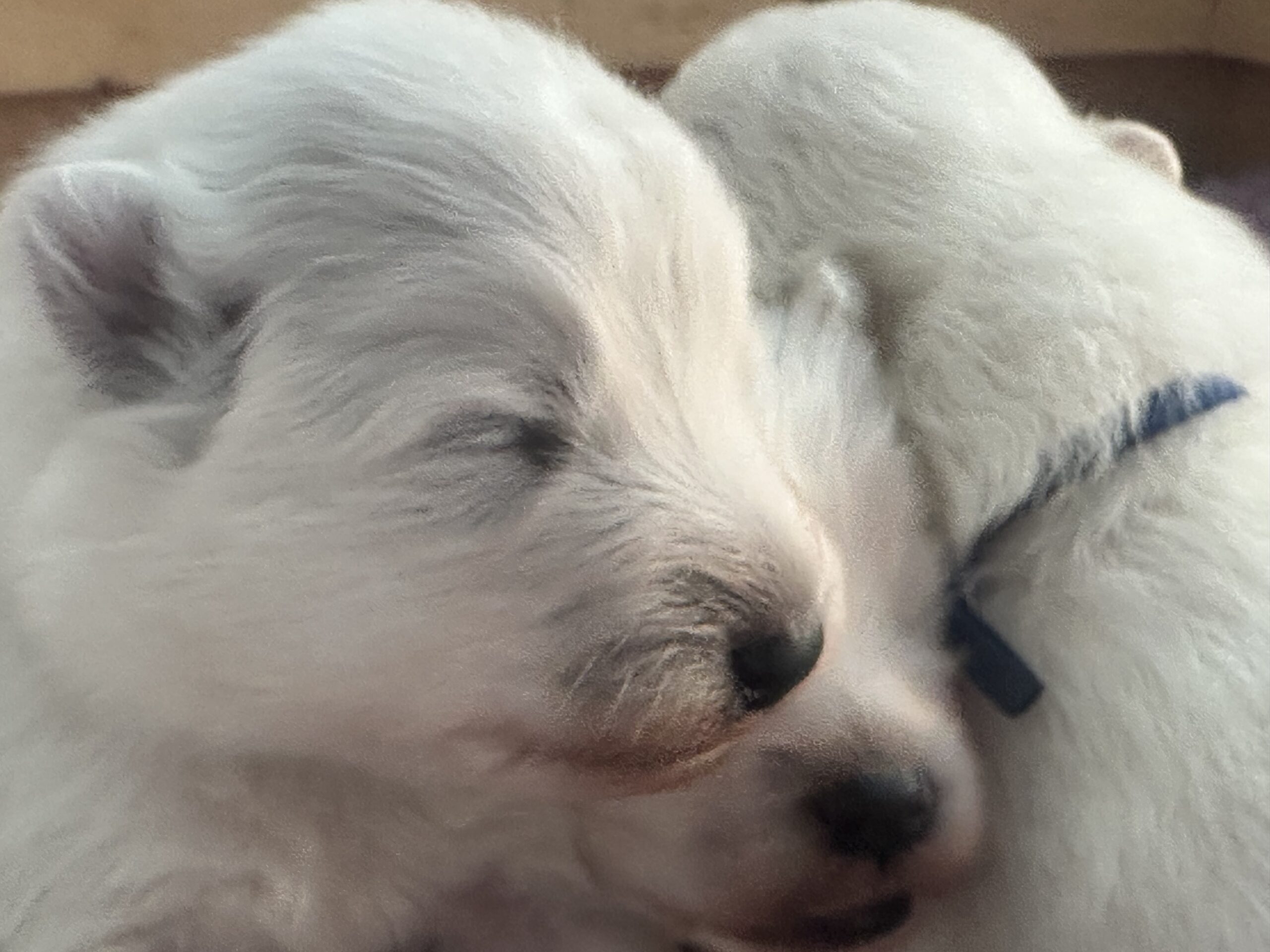 Samojeedi koera kutsikad