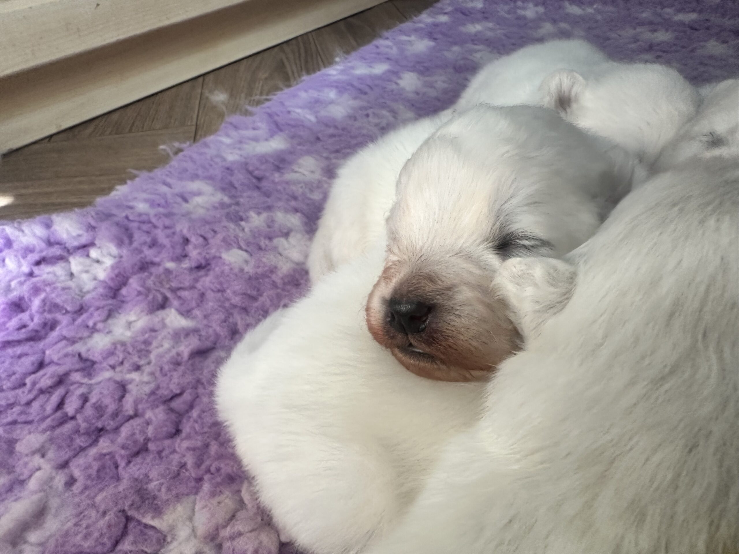 Samojeedi koera kutsikad