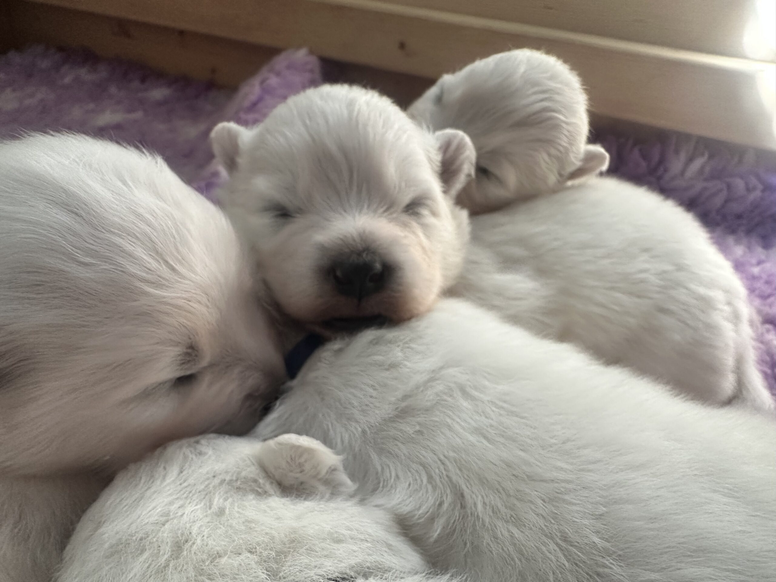 Samojeedi koera kutsikad