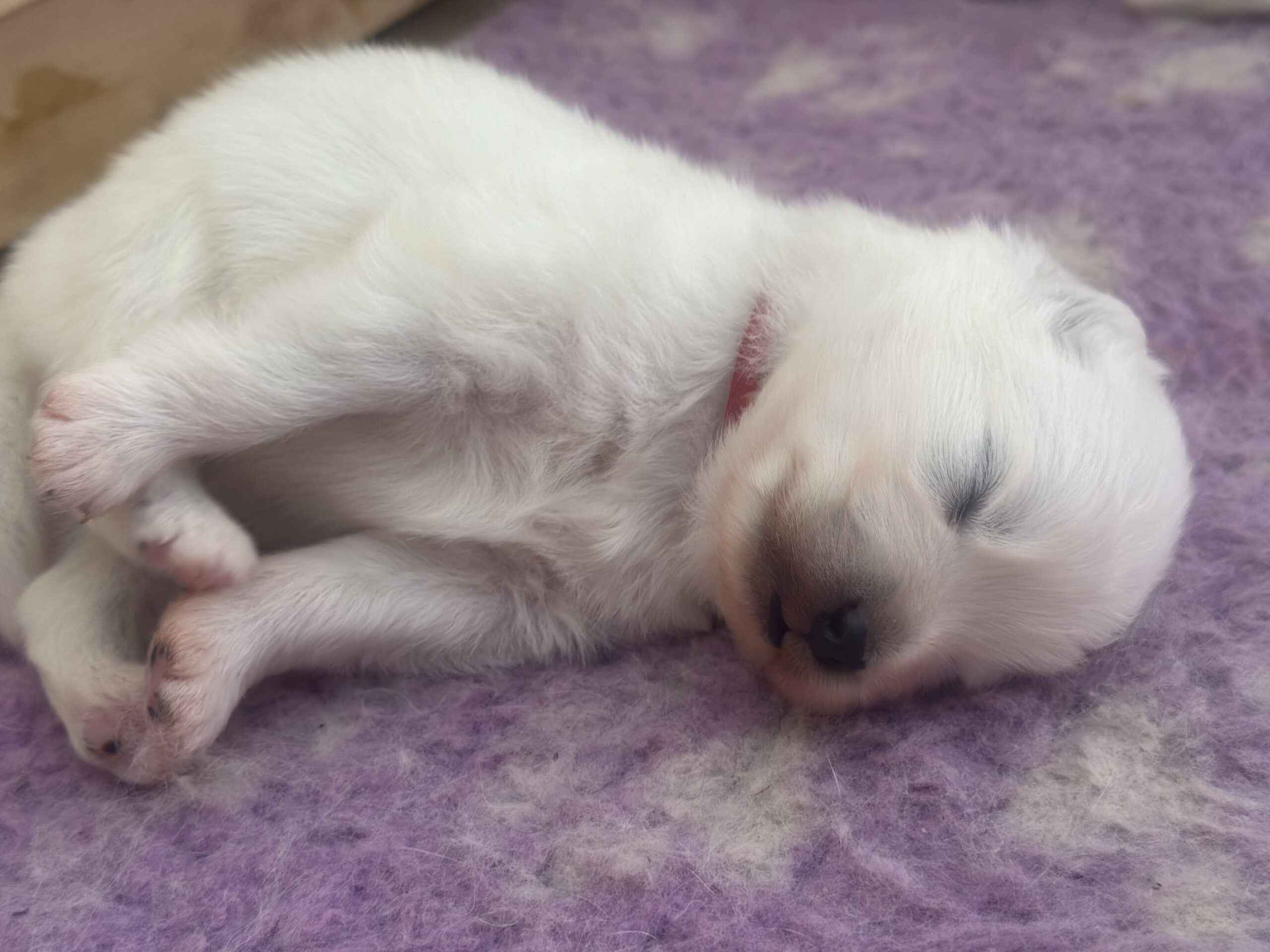 Samojeedi koera kutsikad