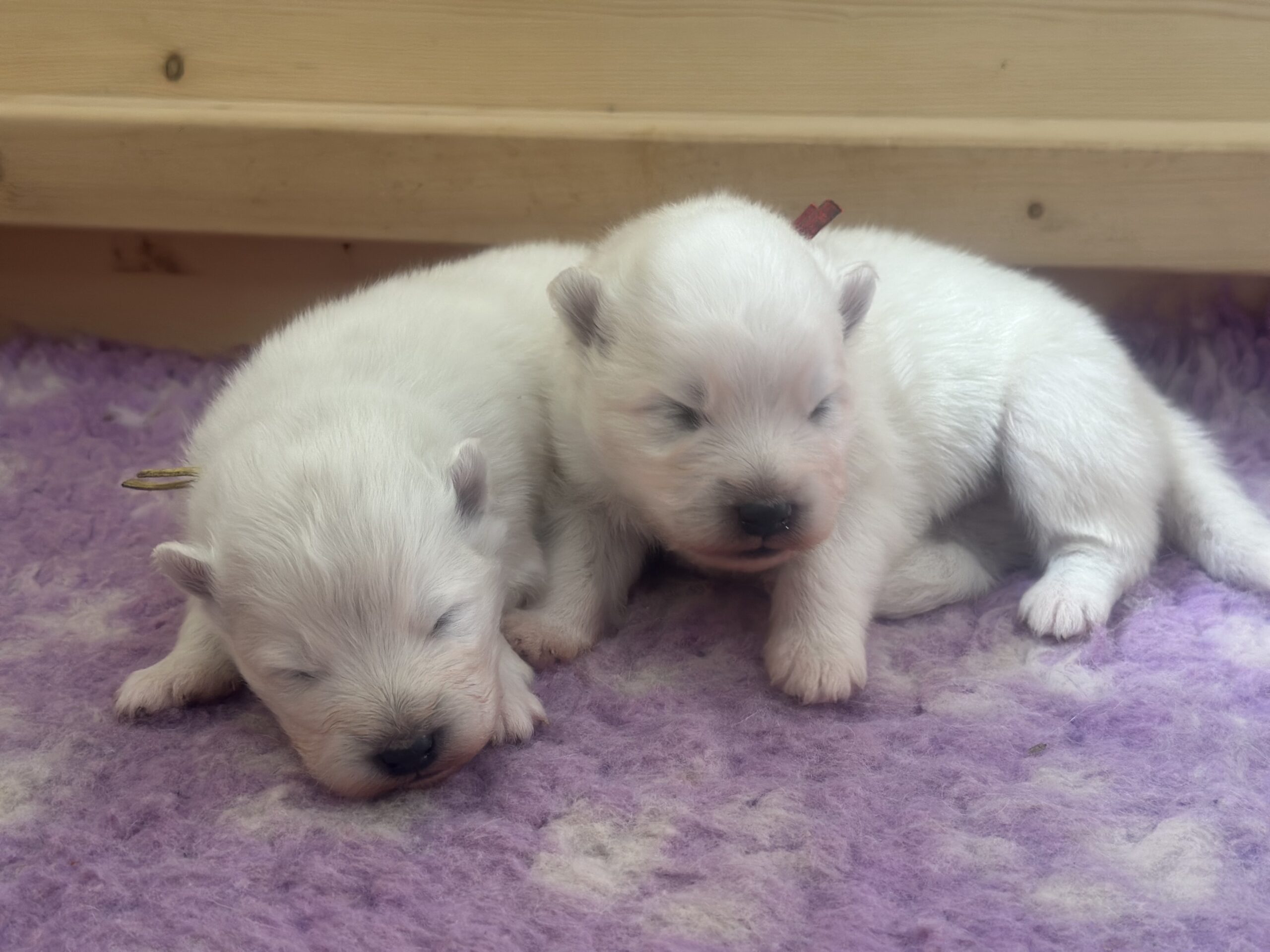 Samojeedi koera kutsikad