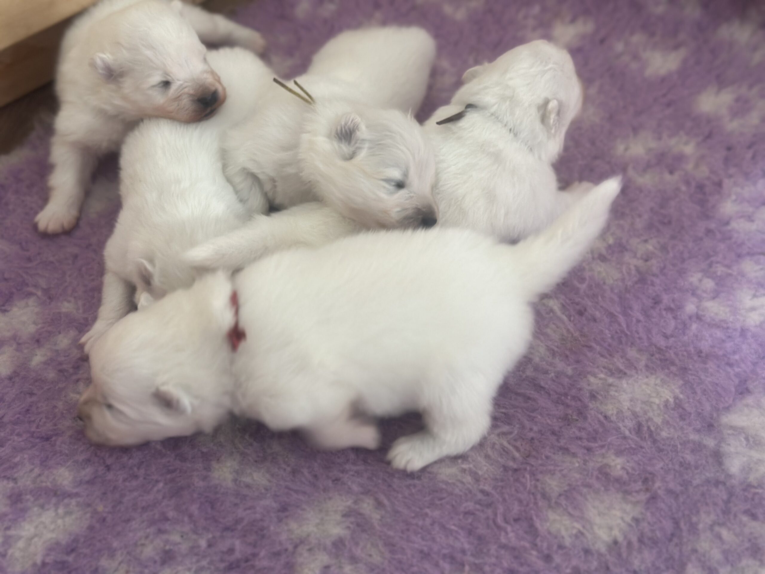 Samojeedi koera kutsikad