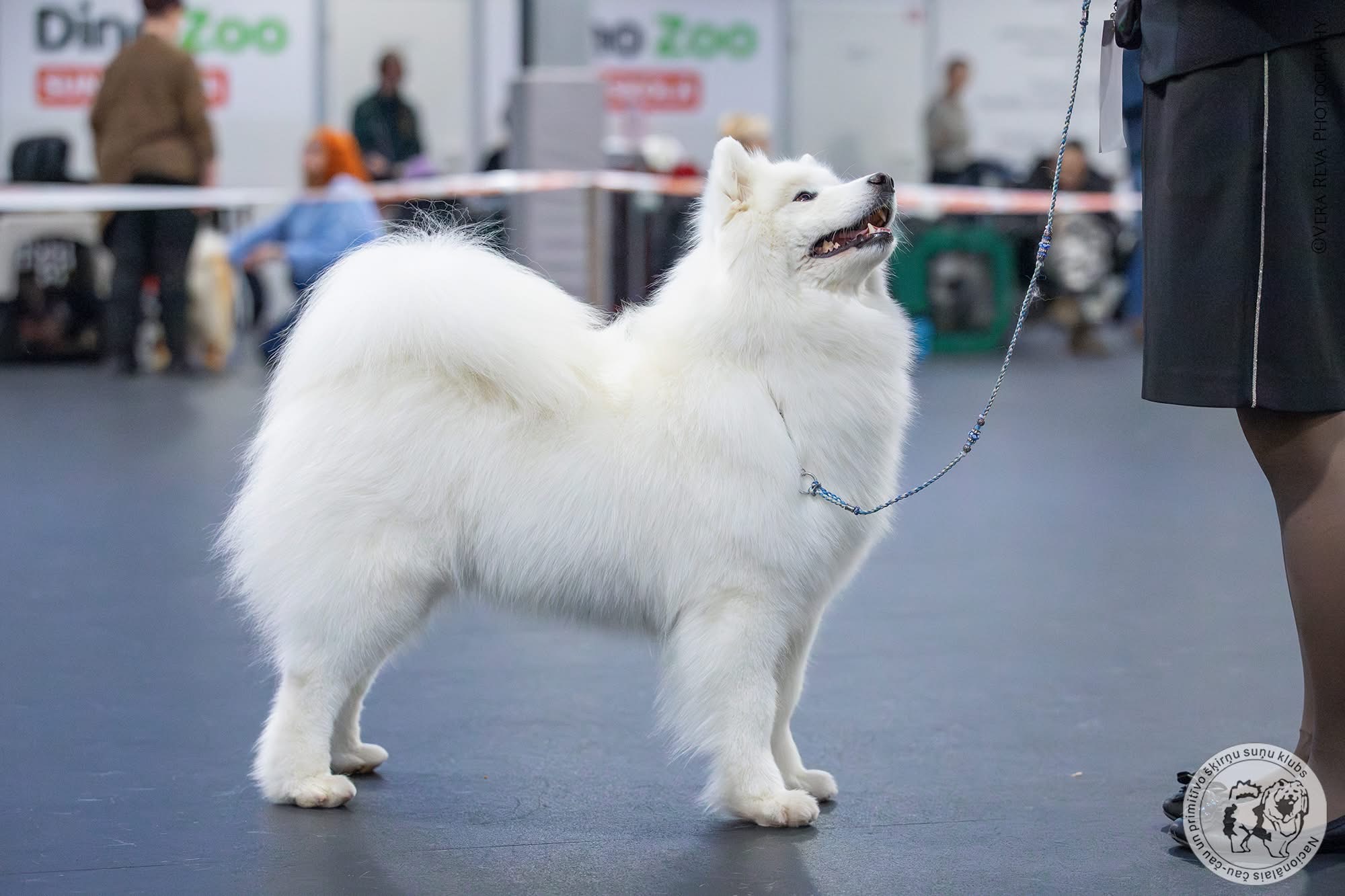 Samojeedi koera kutsikad