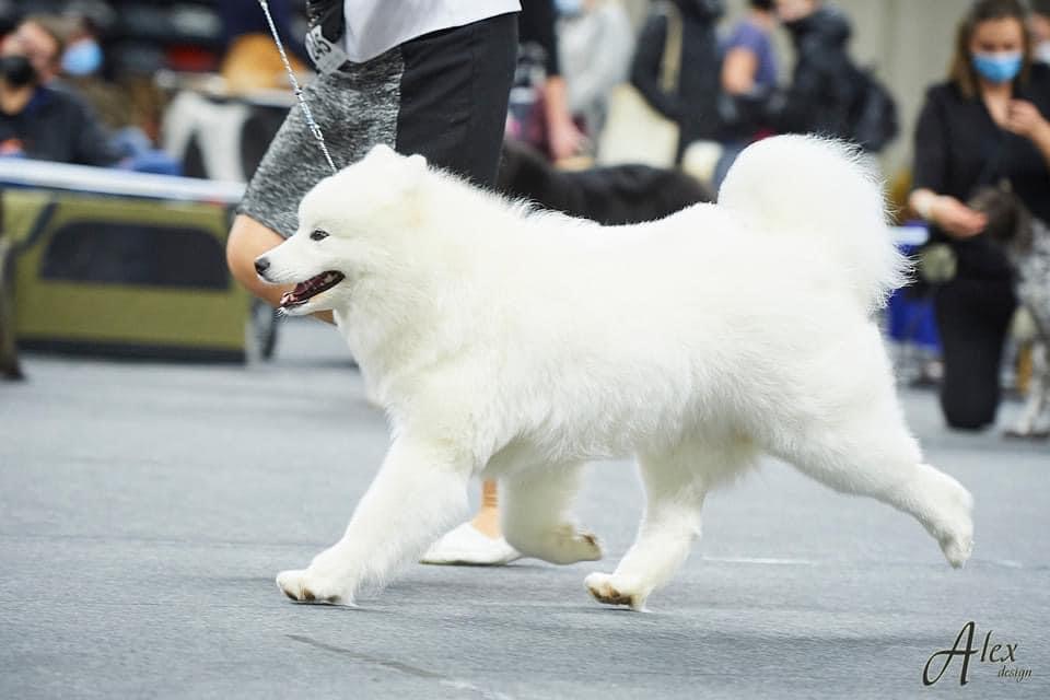 Samojeedi koera kutsikad