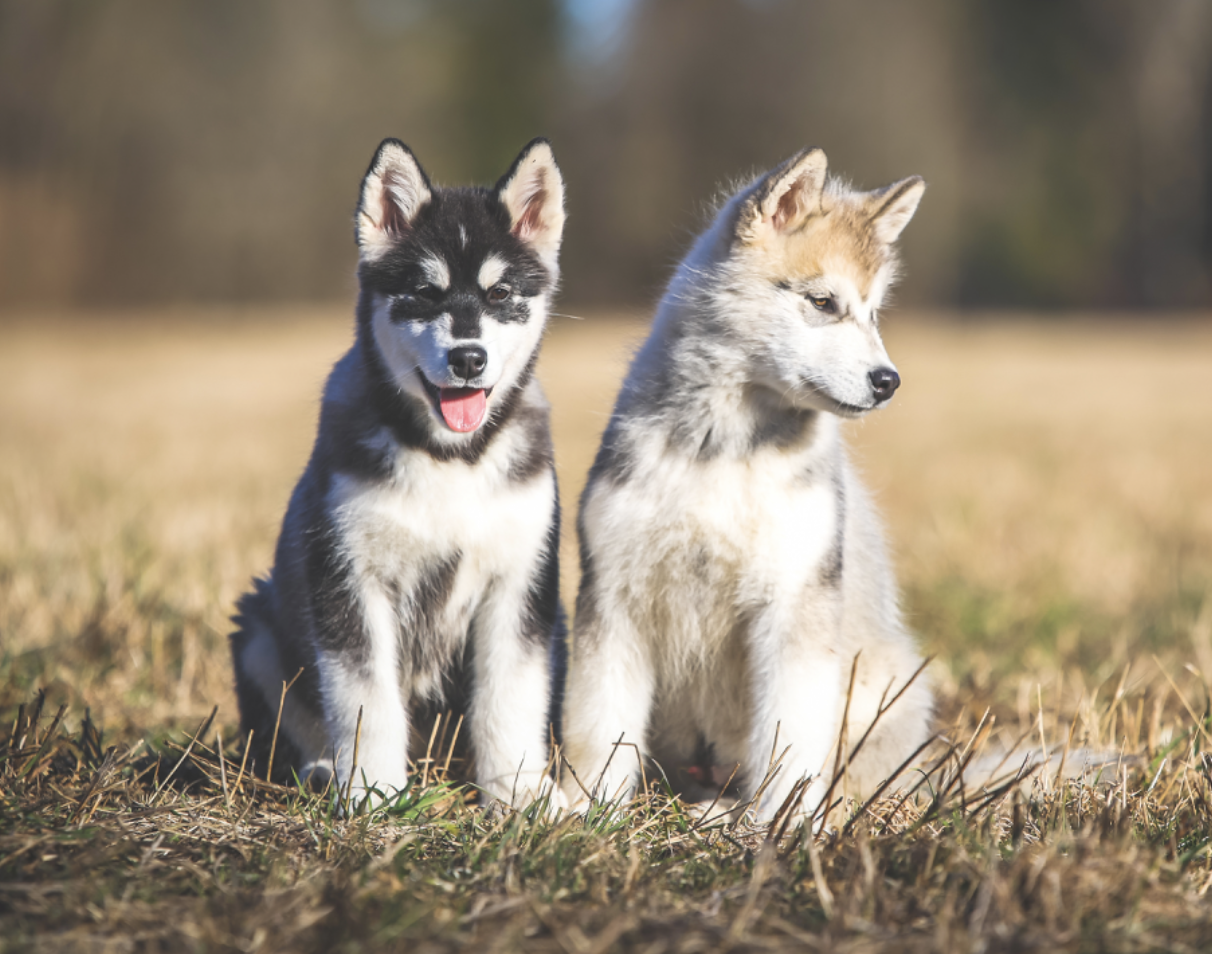 Alaska malamuudi kutsikad 2 poissi ja 1 tüdrukut!